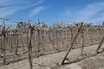 Las heladas de septiembre golpean la vitivinicultura de San Juan y podrían dejar pérdidas de hasta el 60% en variedades clave