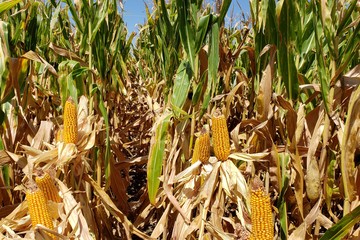 El maíz cayó 4% en Chicago tras informe del USDA; existencias sorprendieron y bajó la superficie sembrada para 2025/26