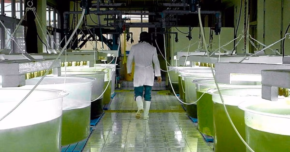 Diputados avanzan con proyecto para subir cortes de biocombustibles y reformar su marco regulatorio