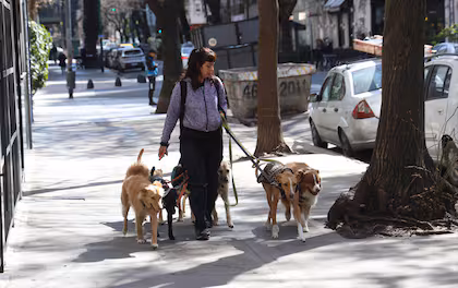 La pet economy se afianza en Argentina con seguros de salud, spas y servicios especializados; los gatos, con mayor potencial