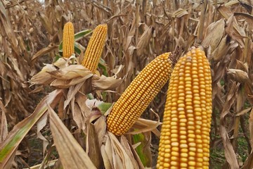 El maíz cierra con caída pese a que el USDA elevó la cosecha de EE.UU. y aumentó los stocks