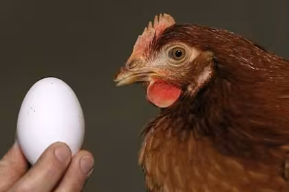 ChatGPT analiza el dilema del huevo y la gallina desde dos miradas: bíblica y evolutiva