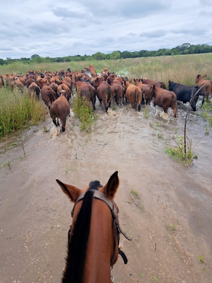 La crecida del Paraná obliga a evacuar ganado de islas en Corrientes, Santa Fe y Entre Ríos; alrededor de 11.000 cabezas buscan reubicación